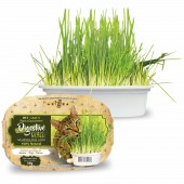 Digestive Grass Graminha para Gatos